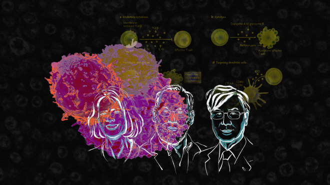 Імунна система може стримувати або навіть знищувати рак — за це відкриття позавчора трьом ученим вручили Нобелівську премію. «Бабель» пояснює, як це стало можливо