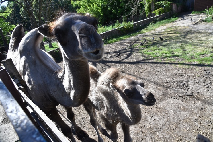 Мишко з мамою Марішею.