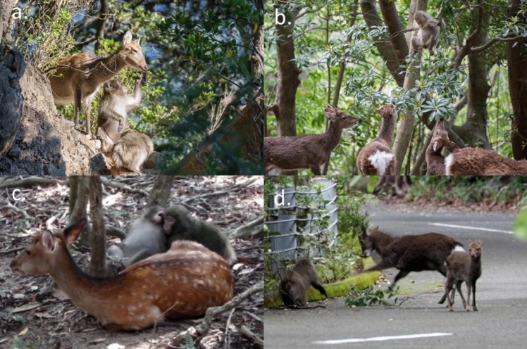 Різні форми взаємодії японських макак і плямистих оленей.
