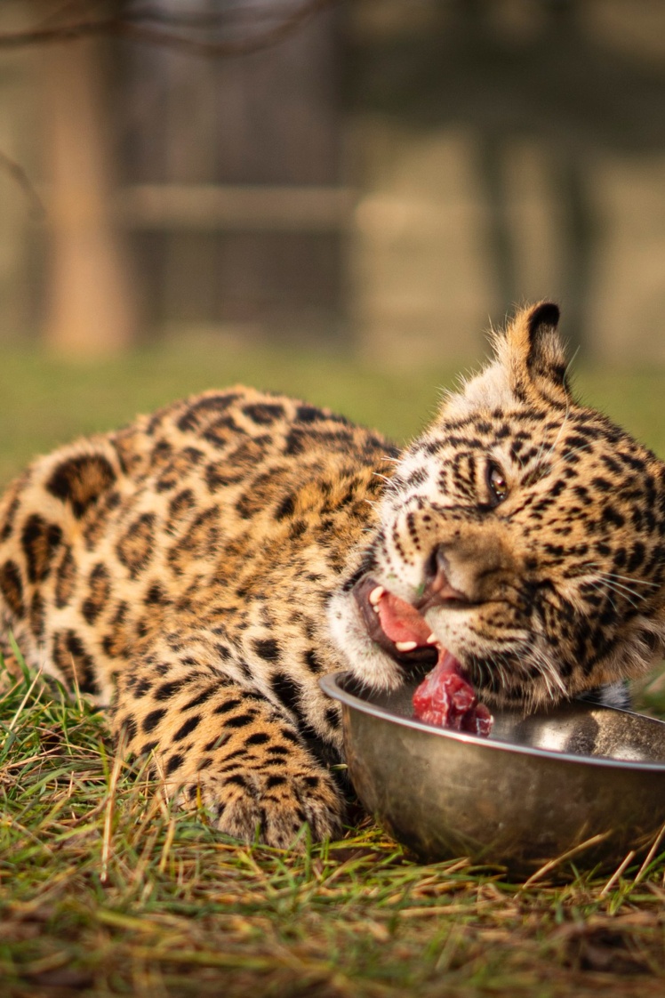 Ягуар Кактус.