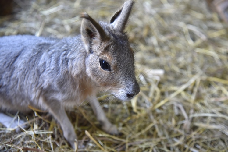 Патагонські мари.