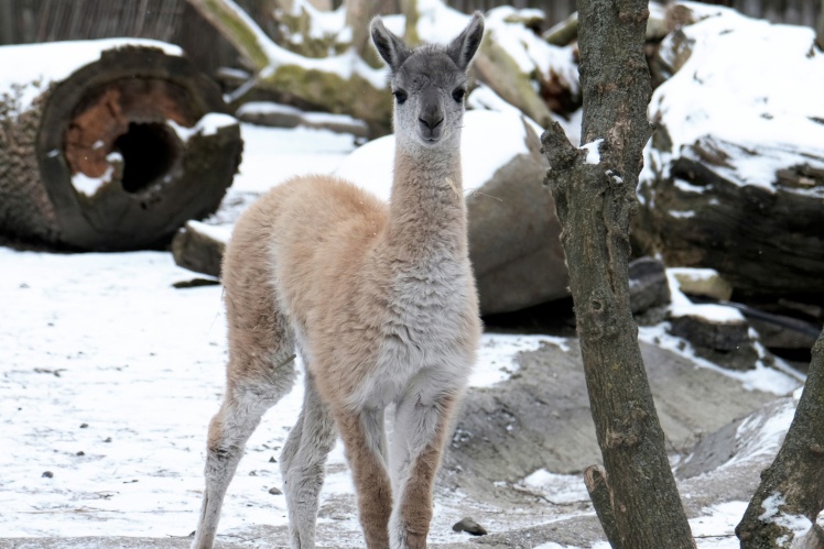 Гуанако Санчо.