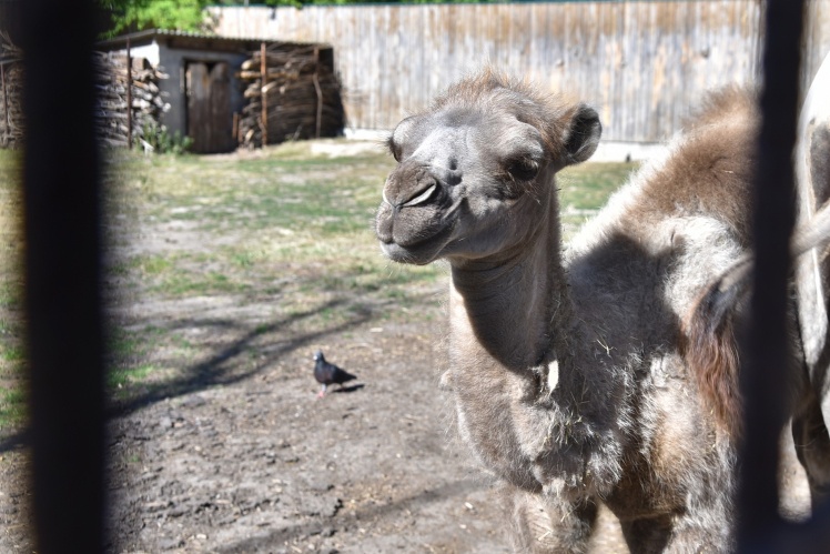 Верблюжа Мишко.