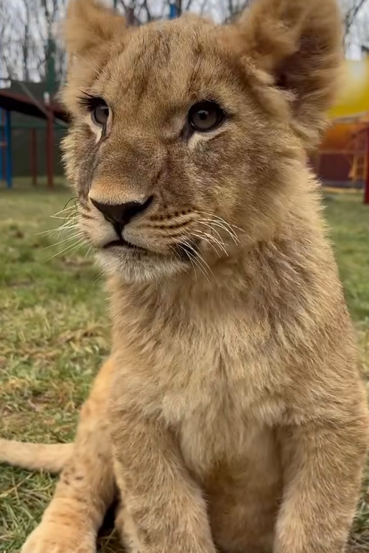 Левеня Льова.