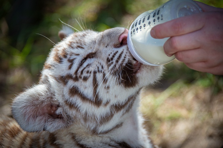 Близнюки Декстер і Дакота.