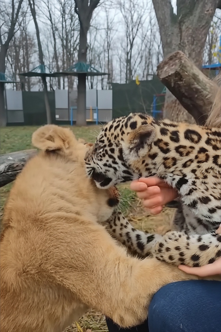 Кактус і Льова.
