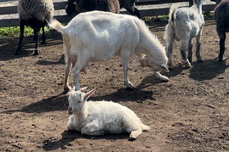 Кізочки Слов’янського зоопарку.