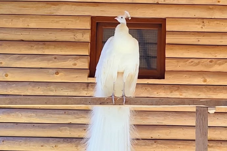 Вихованець зоопарку Павич.