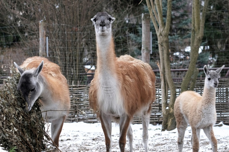 Санчо з батьками.