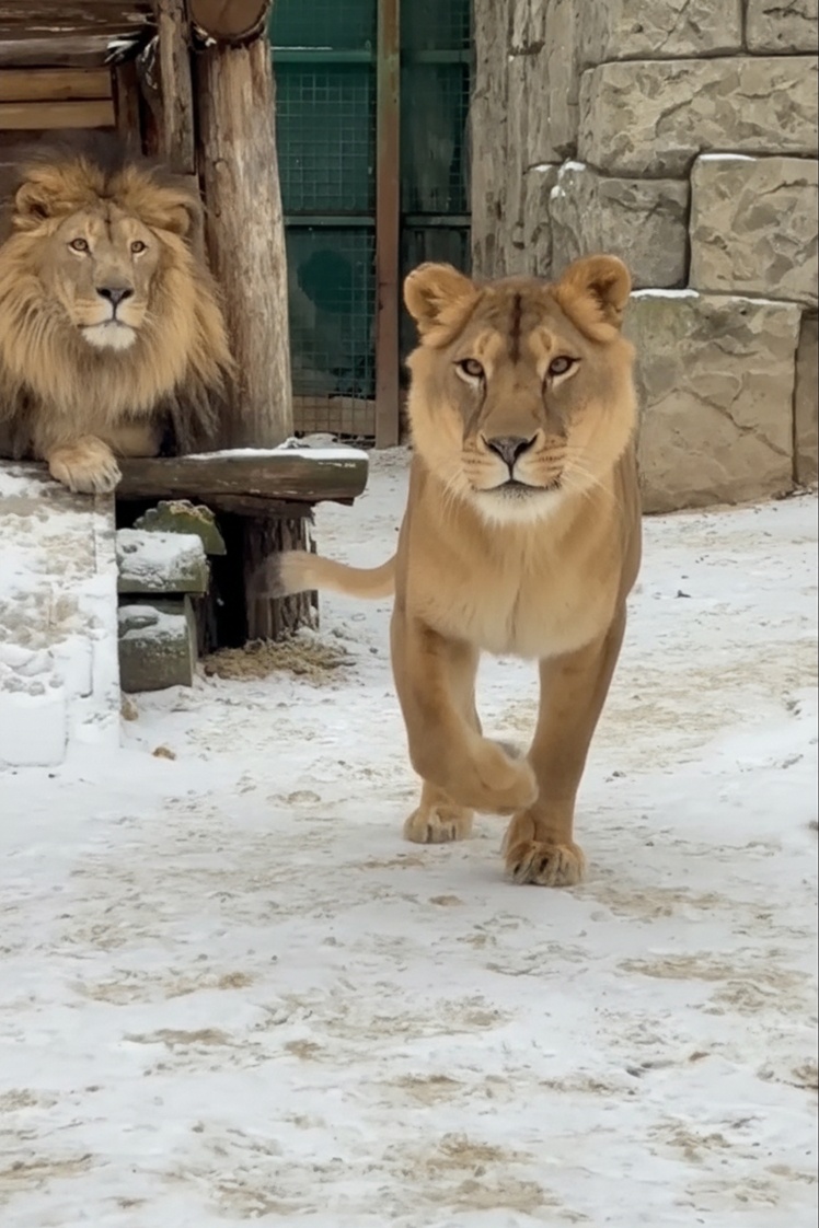 Пара Берд і Каліфорнія.