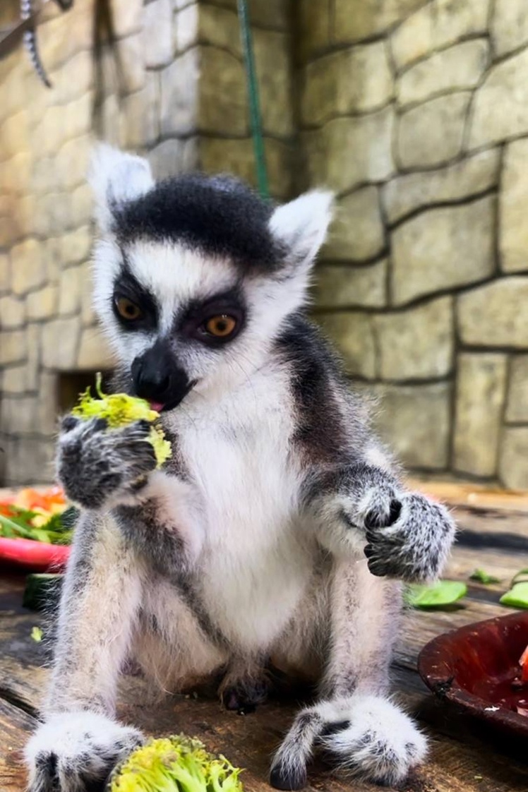 Кільцехвості лемури.