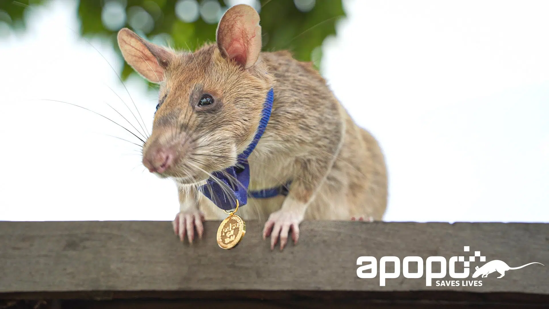 Statue in honor of famous mine-snapper rat unveiled in Cambodia