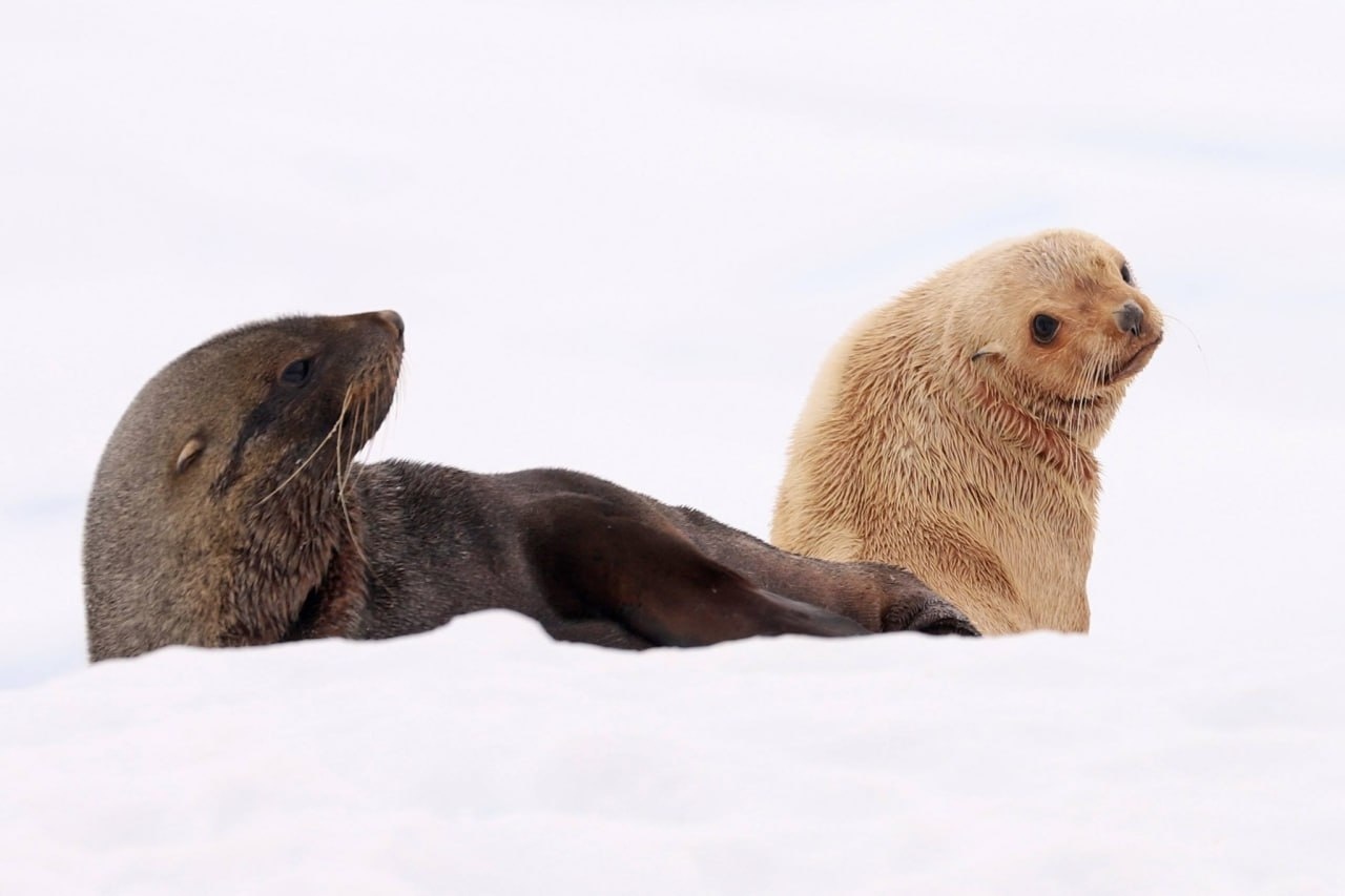 Ukrainian scientists show photo of rare cream fur seal in Antarctica