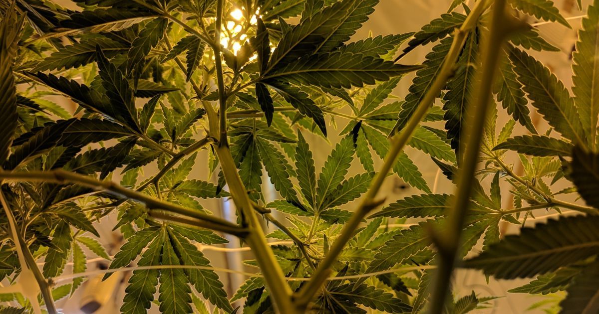 в каких условиях выращивать марихуану