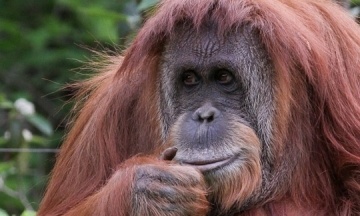 Малайзія започаткує «дипломатію орангутанів» для збільшення продажів пальмової олії