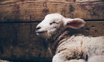 У Греції отара овець зʼїла 100 кг канабісу з теплиці