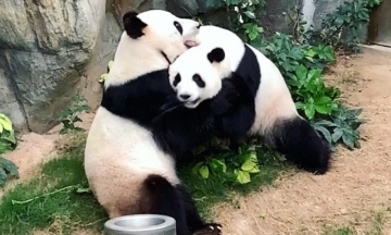 Фінляндія поверне Китаю двох подарованих панд — їх дорого утримувати