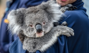 Австралія витратить на захист коал рекордні $35 мільйонів