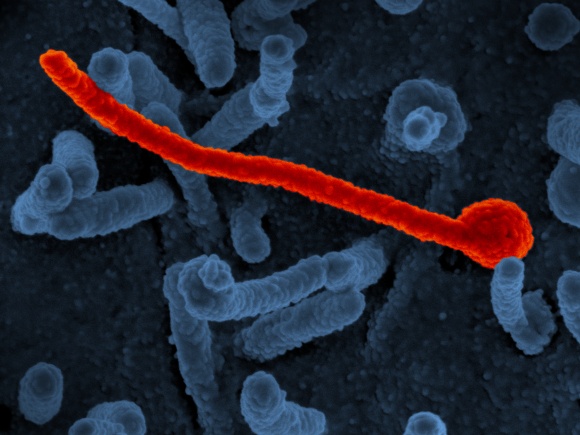 Эбола