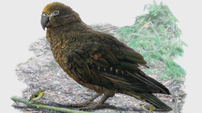 Учені знайшли в Новій Зеландії рештки метрового папуги. Він жив 19 млн років тому