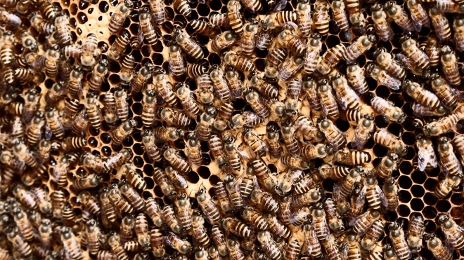 Исследование: Пчелиный яд способен убивать клетки наиболее агрессивных форм рака груди