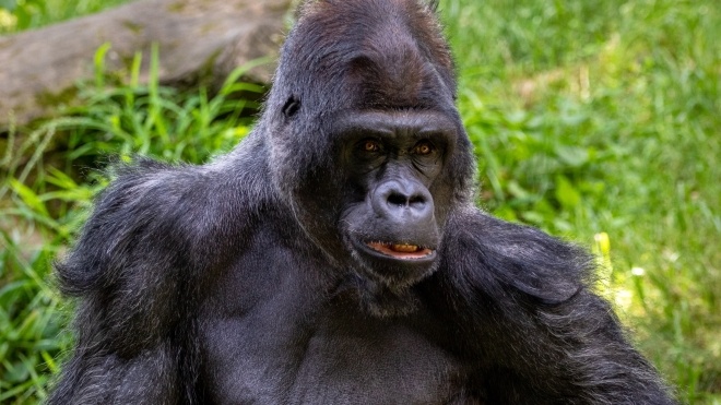 В Уганде мужчину отправили в тюрьму на 11 лет за убийство редкой гориллы