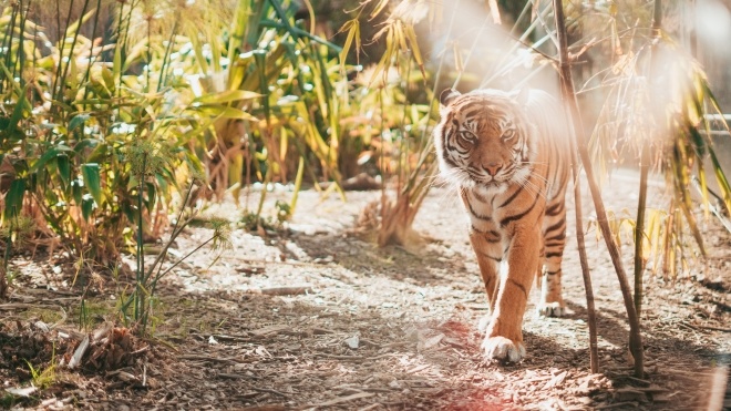 «Дивовижне повернення»: WWF повідомив про ріст популяції диких тигрів. Але тварини досі гинуть у капканах