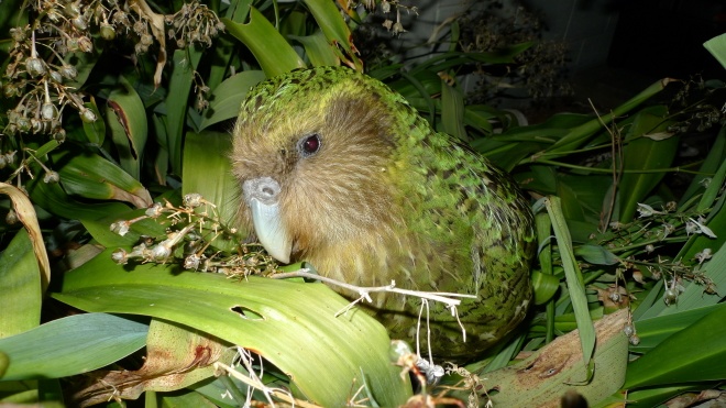74 птенца и двойные гнездования. Ученые заявили о рекордном размножении редких попугаев какапо