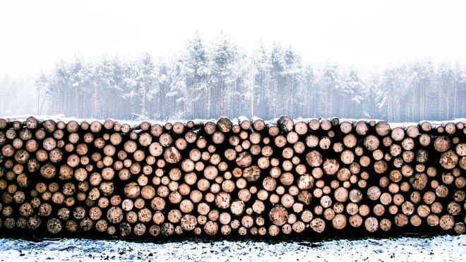 Порошенко підписав закон, який посилює відповідальність за вирубку та контрабанду лісу