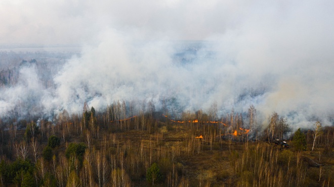 Пожары в зоне отчуждения уничтожили 5% Чернобыльского заповедника