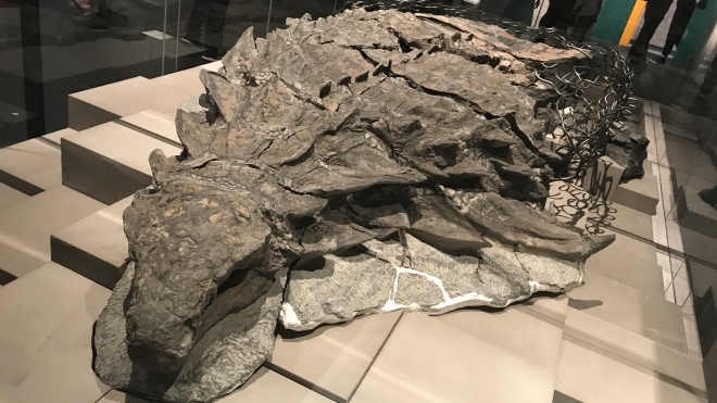 Учені дослідили вміст шлунку динозавра, який пролежав у мулі мільйони років, і зʼясували його раціон
