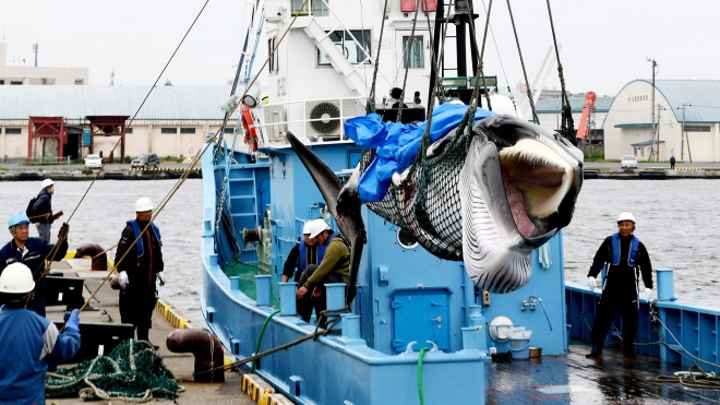 Япония возобновляет коммерческий китобойный промысел после 31 года перерыва. Двух первых китов уже убили