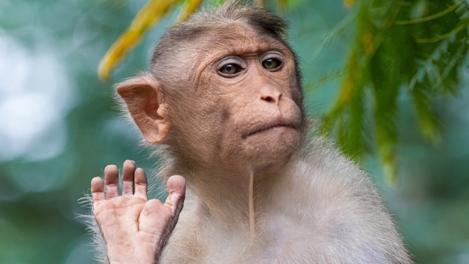 Таїланд заперечує закиди зоозахисників про те, що мавп примушують збирати кокоси