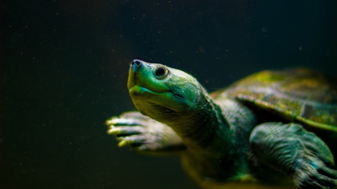 На Галапагоських островах украли 123 дитинчат гігантської черепахи