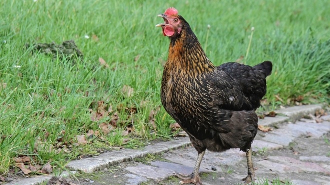 Жителів США попросили не цілуватися з домашньою птицею — фіксуються випадки зараження сальмонельозом