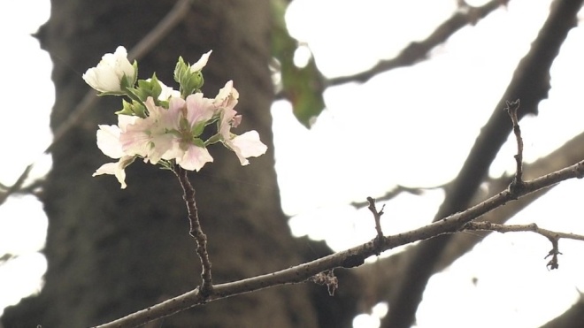 В Японии наступил самый ранний за 1 200 лет пик цветения сакуры