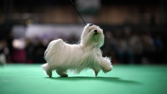 В Бирмингеме прошла одна из крупнейших в мире выставок собак. Вот как это было