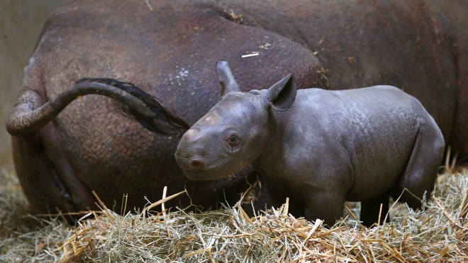В зоопарке Магдебурга впервые показали детеныша черного носорога. Малышу менее двух недель