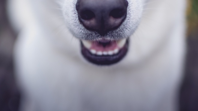 Британские ученые тренируют собак выявлять коронавирус на запах. Утверждают, что точность метода составляет 92%