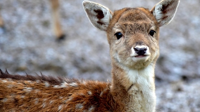 У Португалії іспанські мисливці за два дні вбили понад 500 тварин. Влада назвала це «бійнею» і вимагає покарання
