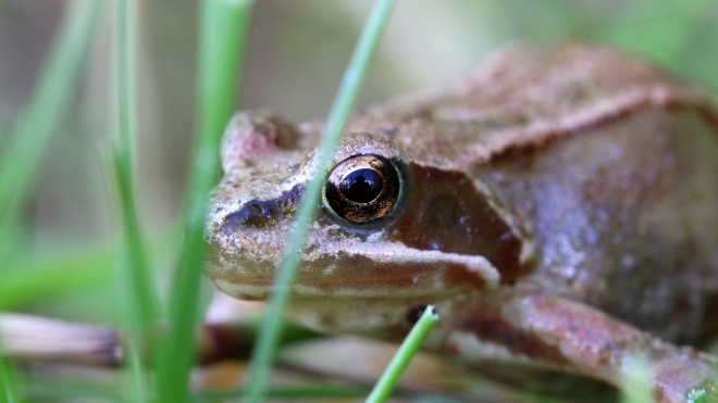 На аукціоні в Лондоні продають записи Ньютона з незвичайним (і вкрай неприємним) способом лікування чуми