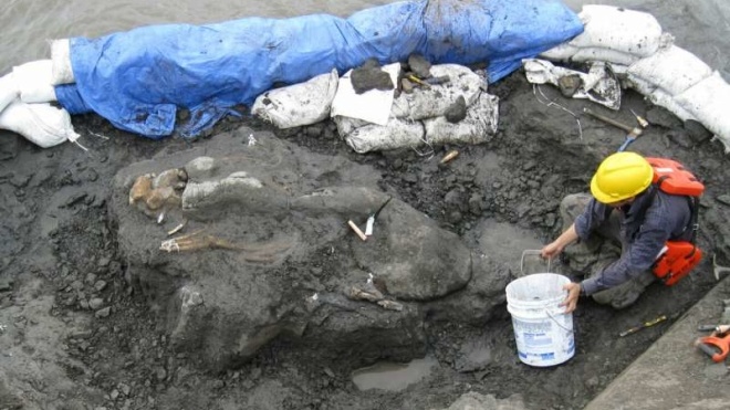 В Панаме ученые нашли родственника морской коровы, которому 20 млн лет