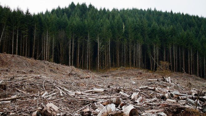 Рада скасувала мораторій на експорт лісу і ввела кримінальну відповідальність за контрабанду деревини 