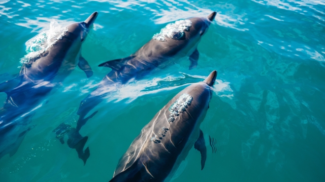 Новая Зеландия запретила туристам купаться с бутылконосыми дельфинами. Популяция сокращается от взаимодействия с людьми
