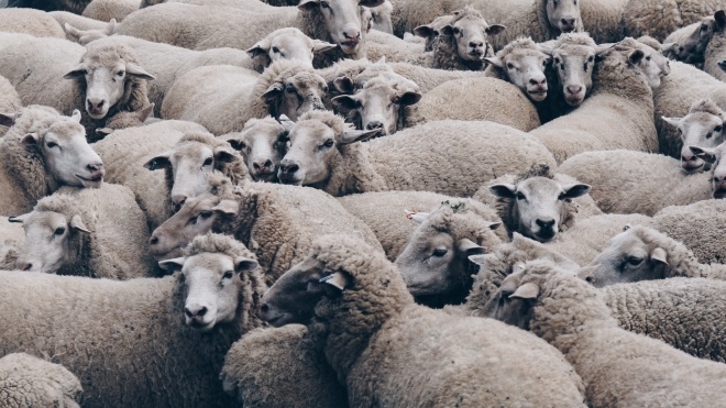 У Чорноморському порту гинуть 300 овець. Фура з тваринами застрягла на митниці через бюрократію