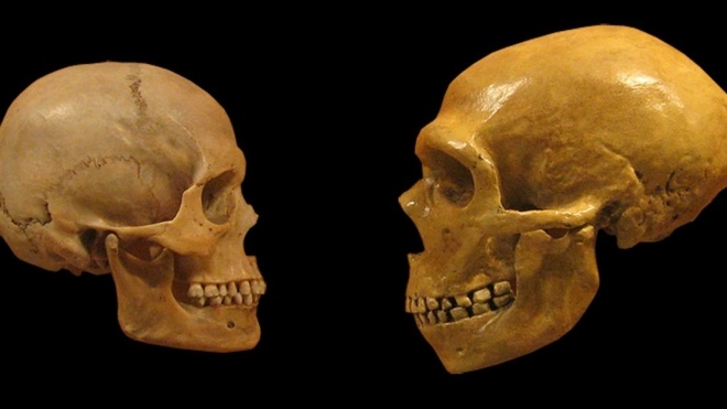 Гени неандертальців впливають на форму черепа людини. Учені пояснили, що це означає