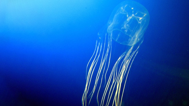 Вчені розробили антидот проти морської оси. Отрута однієї такої медузи здатна вбити 60 осіб