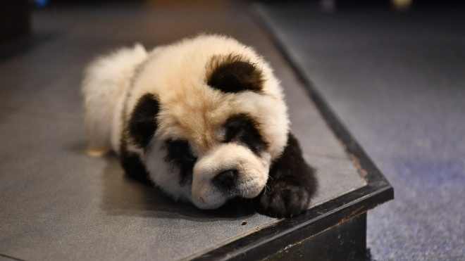 У Китаї власник кафе для приваблення відвідувачів пофарбував своїх собак під панд