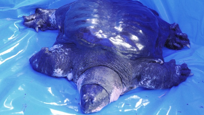 В Китае умерла одна из самых редких черепах в мире. Накануне ее пытались искусственно оплодотворить