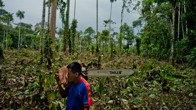 «30 футбольных полей в минуту». Ученые заявили, что Бразилия стала лидером по вырубке тропических лесов в 2018 году